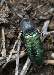 Selatosomus semimetallicus