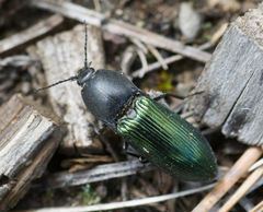 Selatosomus semimetallicus