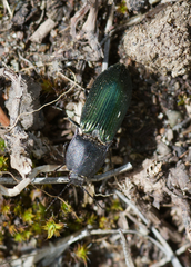 Selatosomus semimetallicus