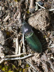 Selatosomus semimetallicus