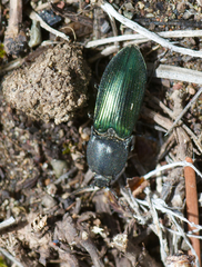 Selatosomus semimetallicus