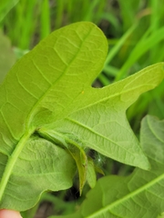 Andricus foliaformis