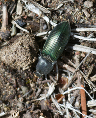 Selatosomus semimetallicus