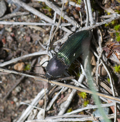 Selatosomus semimetallicus