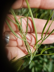 Lomatium simplex