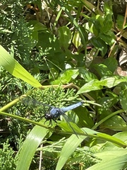 Orthetrum melania melania