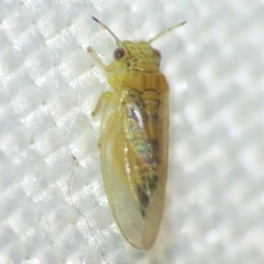 Blastopsylla occidentalis