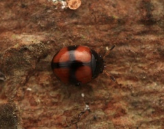 Sticholotidinae