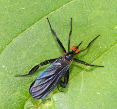 Rhamphomyia longicauda