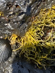 Ahnfeltiopsis concinna