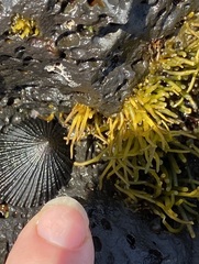 Ahnfeltiopsis concinna