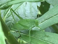 Kuwayamaea sapporensis