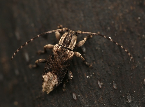Sybra donckieri