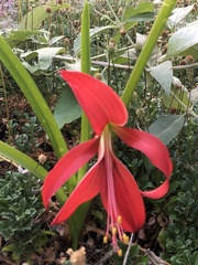 Sprekelia