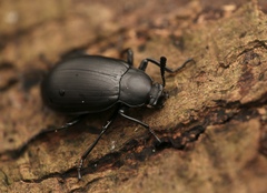 Eucyrtus anthracinus