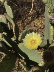 Opuntia caboensis