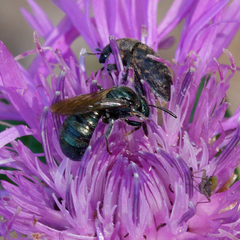 Ceratina cyanea