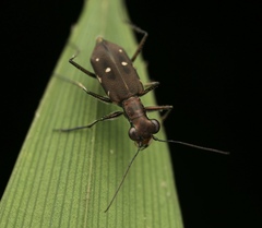 Cylindera