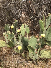 Opuntia caboensis