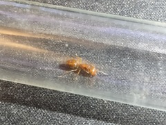 Lasius arizonicus
