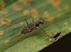 Cylindera