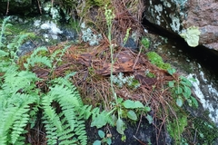 Micranthes virginiensis