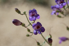 Penstemon incertus