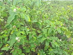 Varronia macrocephala