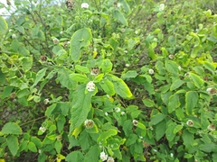 Varronia macrocephala