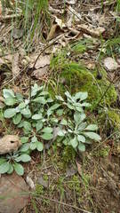 Packera antennariifolia