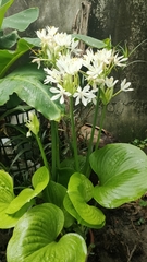 Proiphys amboinensis