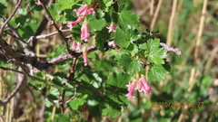 Ribes cereum