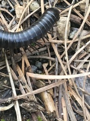 Paeromopodidae