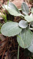 Packera antennariifolia