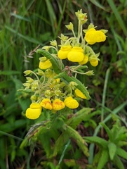 Calceolaria crenata