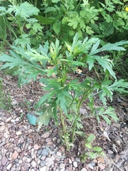 Artemisia vulgaris