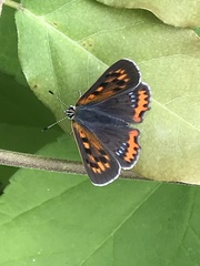 Lycaena phlaeas daimio