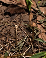 Didymoplexis pallens