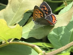 Lycaena phlaeas daimio