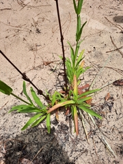 Penstemon multiflorus