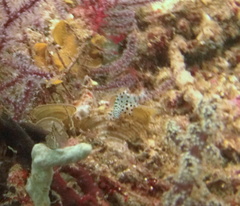 Chromileptes altivelis