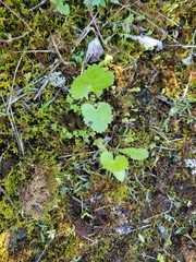 Mitella nuda