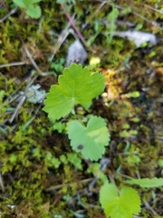 Mitella nuda