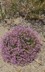 Ipomopsis guttata