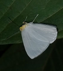 Theope pieridoides