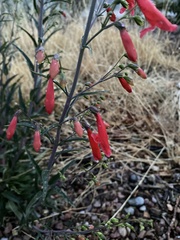 Penstemon barbatus torreyi