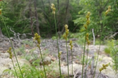 Carex adusta