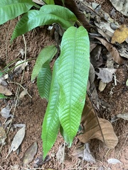 Tectaria singaporiana