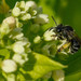 Fringed Loosestrife Oil Bee - Photo (c) Max McCarthy, some rights reserved (CC BY-NC), uploaded by Max McCarthy