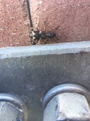 Thanasimus undatulus